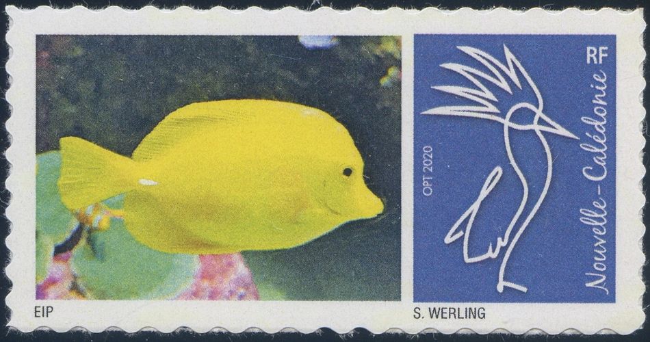 Club philatélique Le Cagou -  Timbre poisson chirurgien jaune