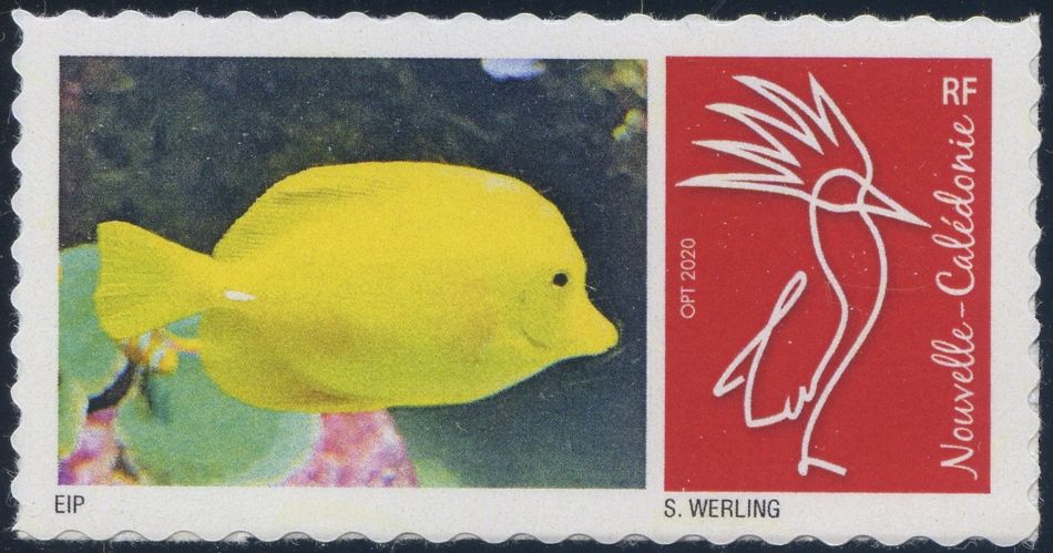 Club philatélique Le Cagou -  Timbre poisson chirurgien jaune